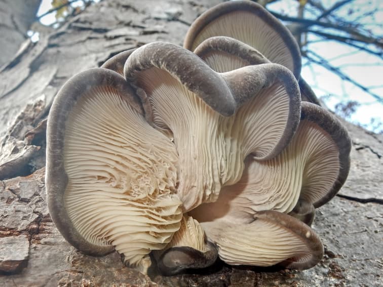 Oyster mushrooms for vegetarian oyster sauce